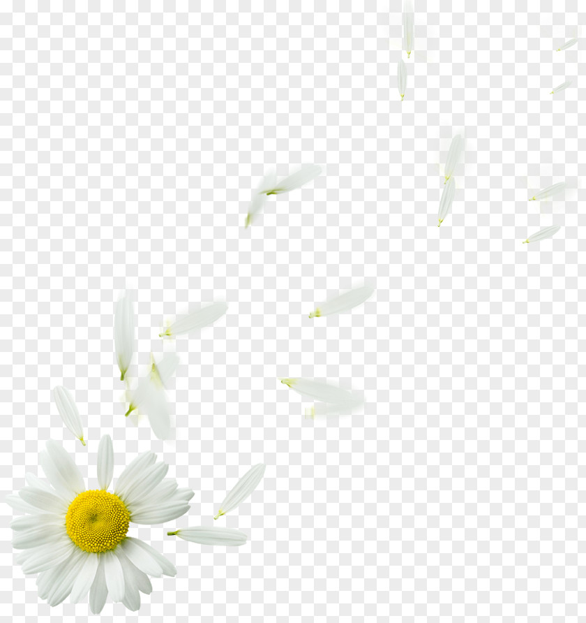 Camomile Transparency And Translucency Oxeye Daisy Desktop Wallpaper Computer Font Plant Stem PNG