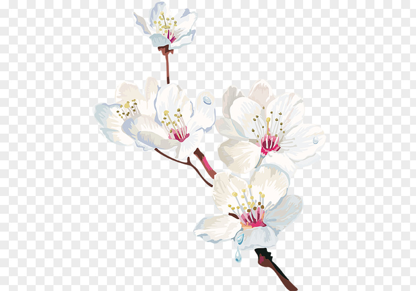 Cherry Blossom Watercolor Painting Flower PNG