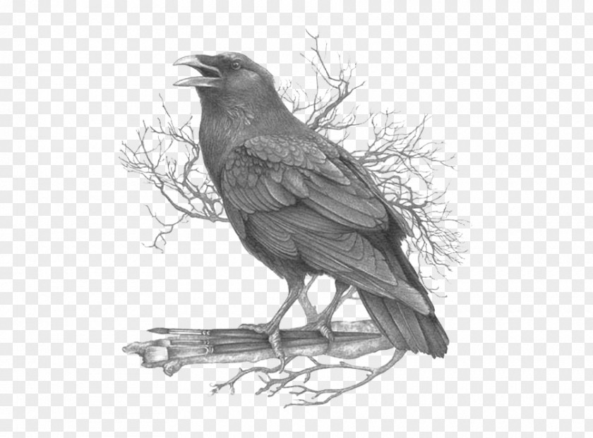 Crow American Common Raven Black And White Feather Drawing PNG