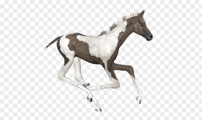 Mustang Foal Stallion American Paint Horse Colt PNG