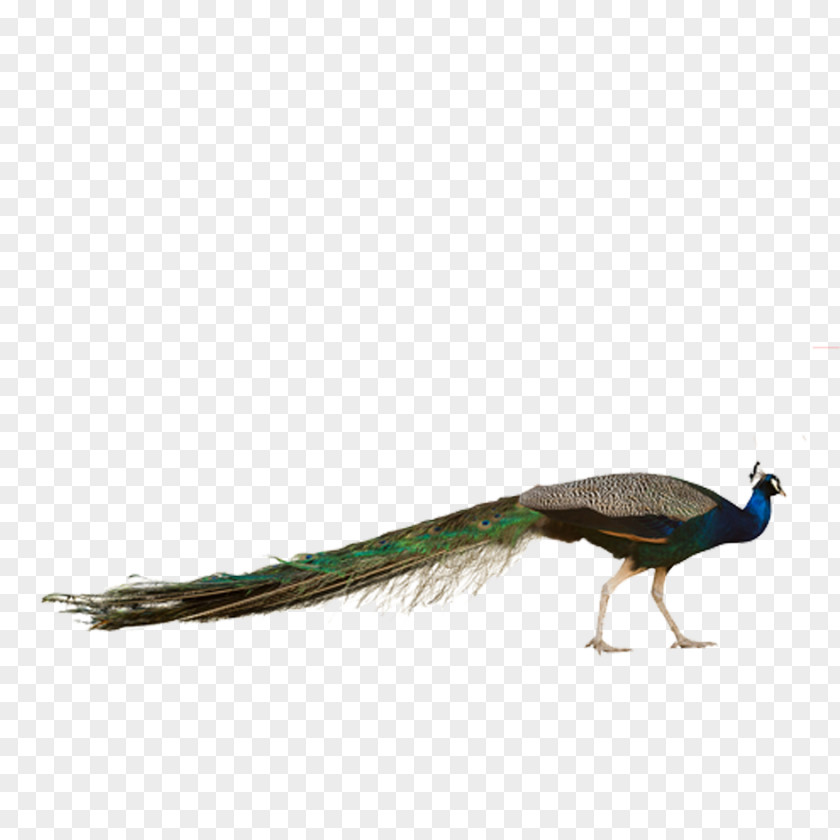Peacock Bird Asiatic Peafowl Stock Photography Phasianidae PNG