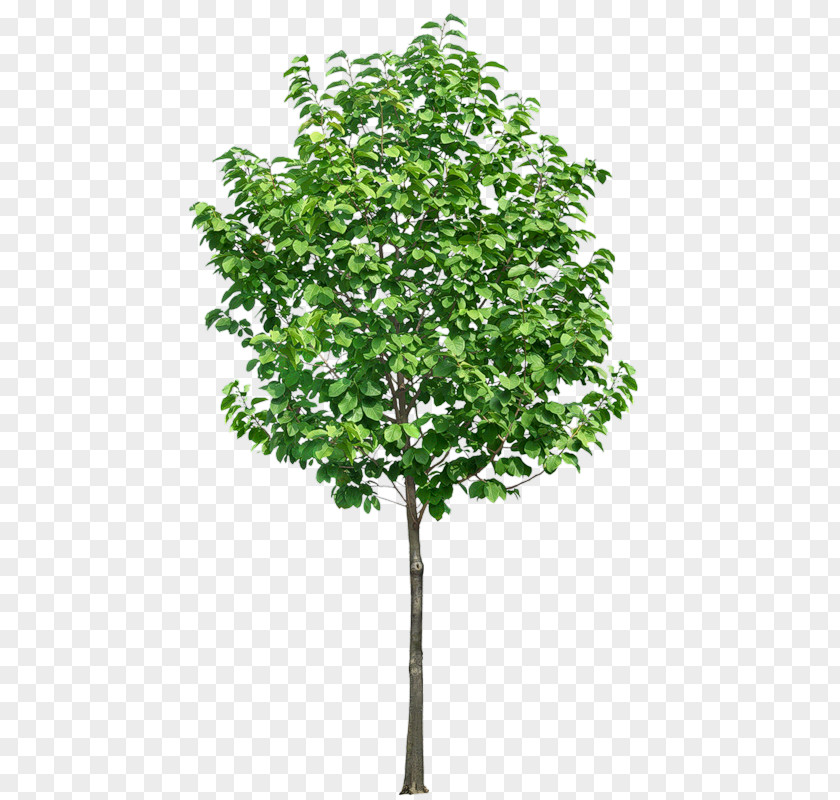 TREE 3D Tree Clip Art PNG