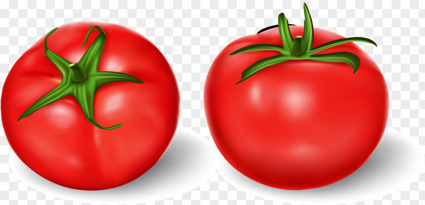 Vector Hand-painted Tomatoes Tomato Royalty-free Vegetable Illustration PNG