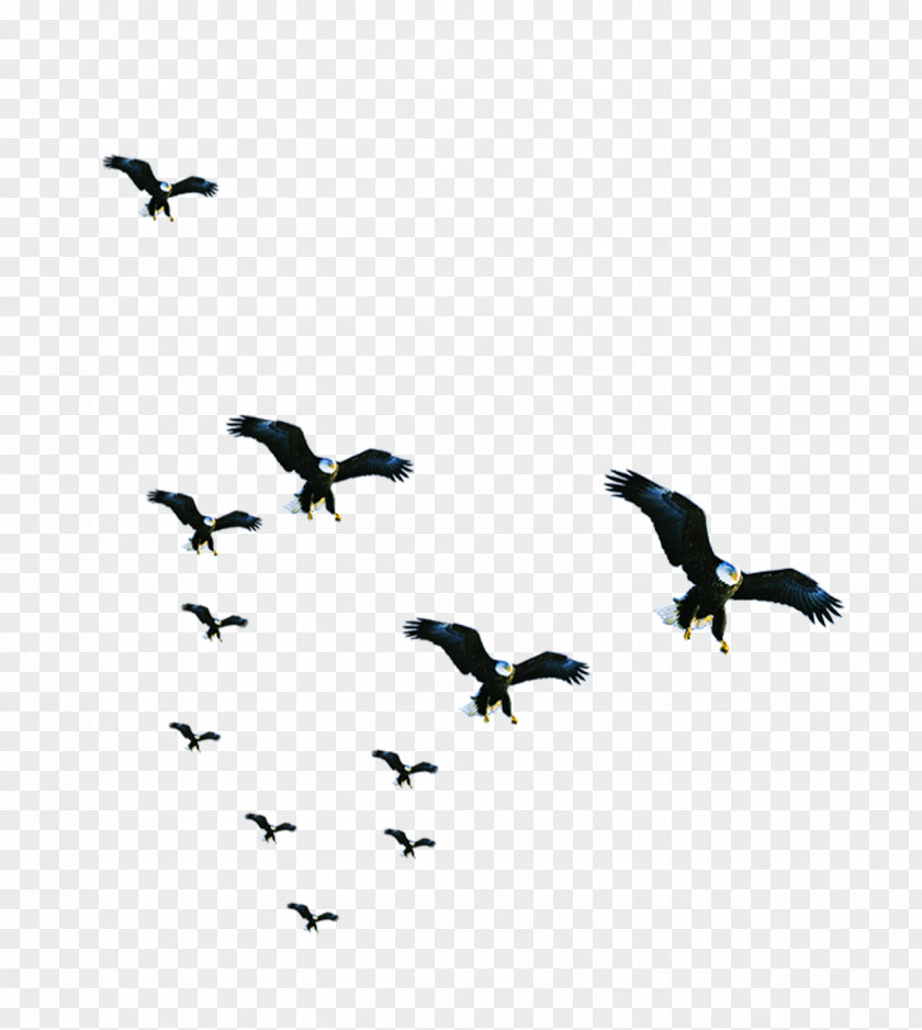 Beautiful Flock Of Birds Bird Resource Business PNG