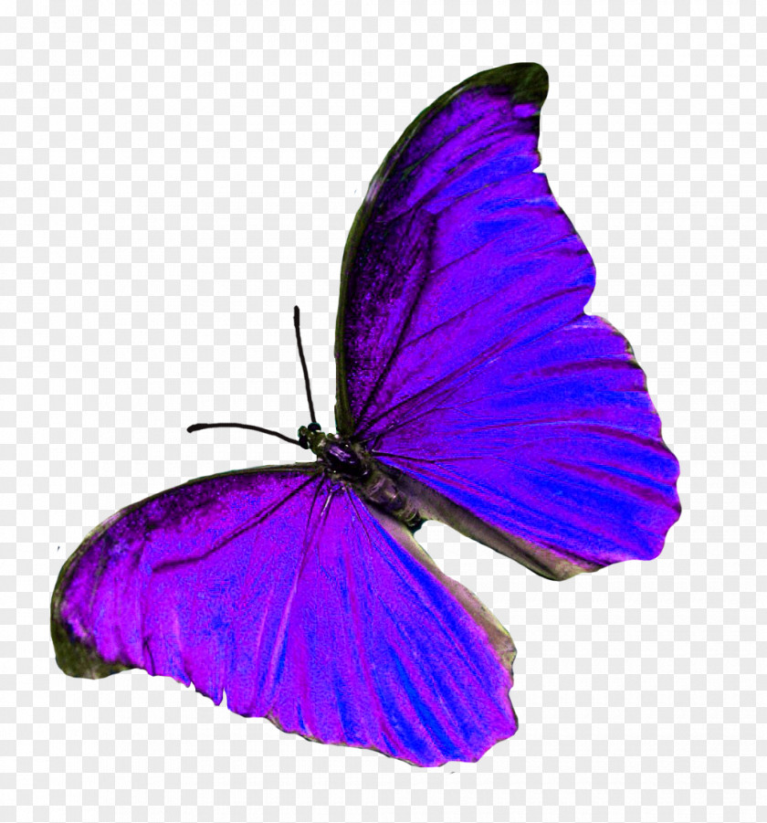 Brush-footed Butterflies Purple M. Butterfly PNG