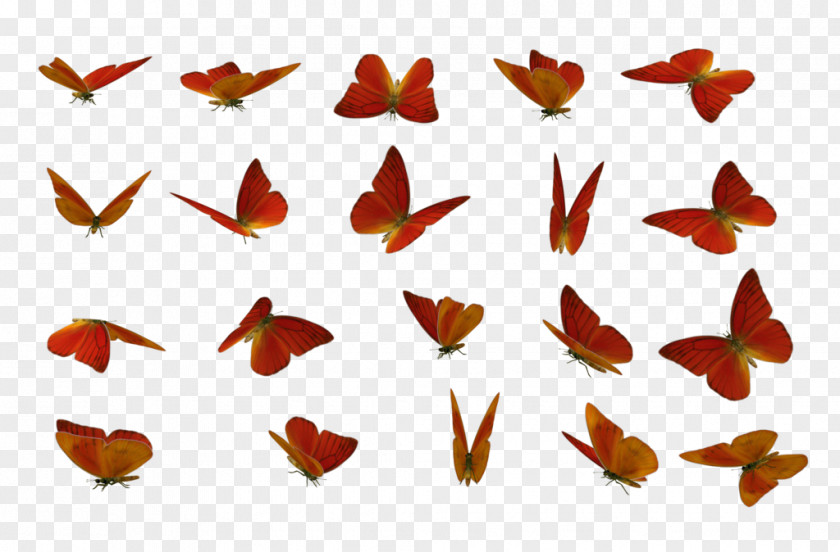 Butterfly Stock Photography Clip Art PNG