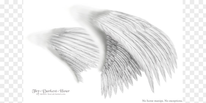 Design Black And White Angel Wing Monochrome Drawing PNG