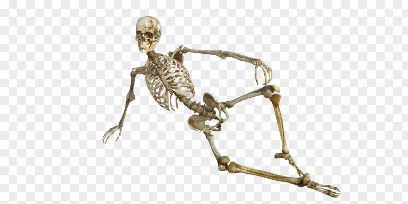 Skeleton Frame Model Bone Human Osteoporosis Body PNG