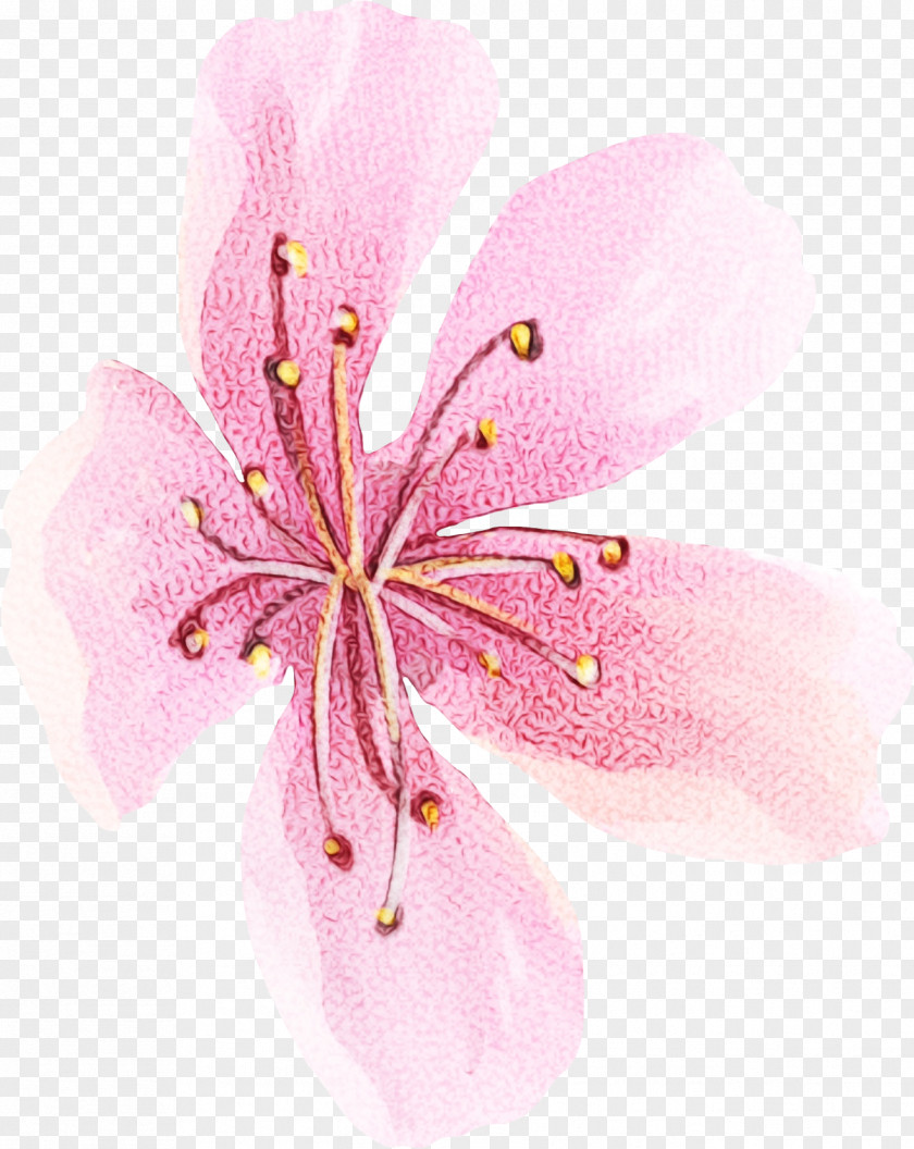 Geraniales Wildflower Pink Flower Cartoon PNG