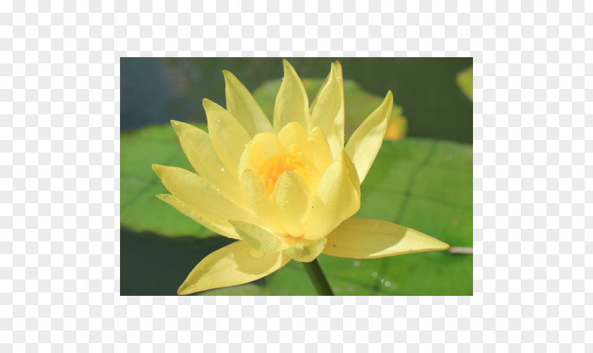 Water Lilies Nelumbo Nucifera Garden Lake Koi PNG