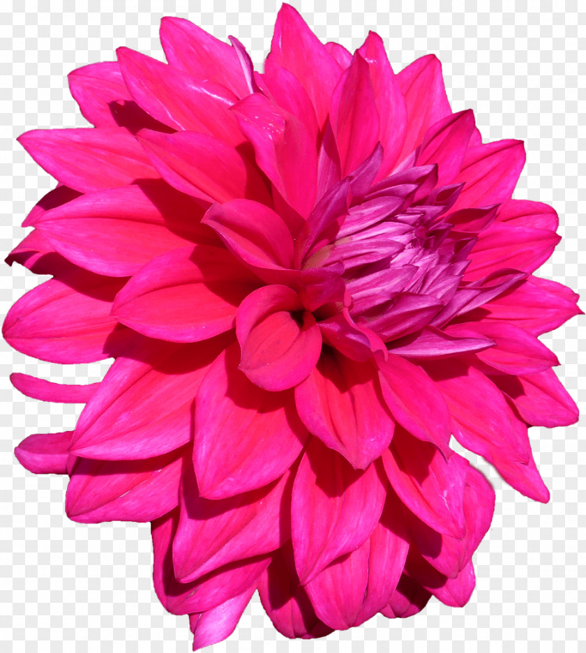 Artificial Flower Cut Flowers PNG