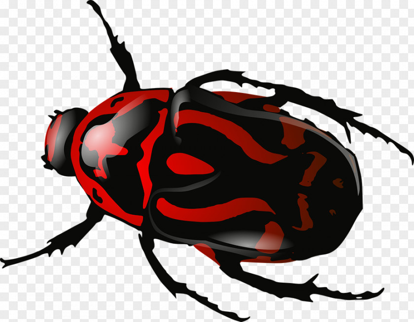 Beetle Volkswagen Dynastinae Car Clip Art PNG