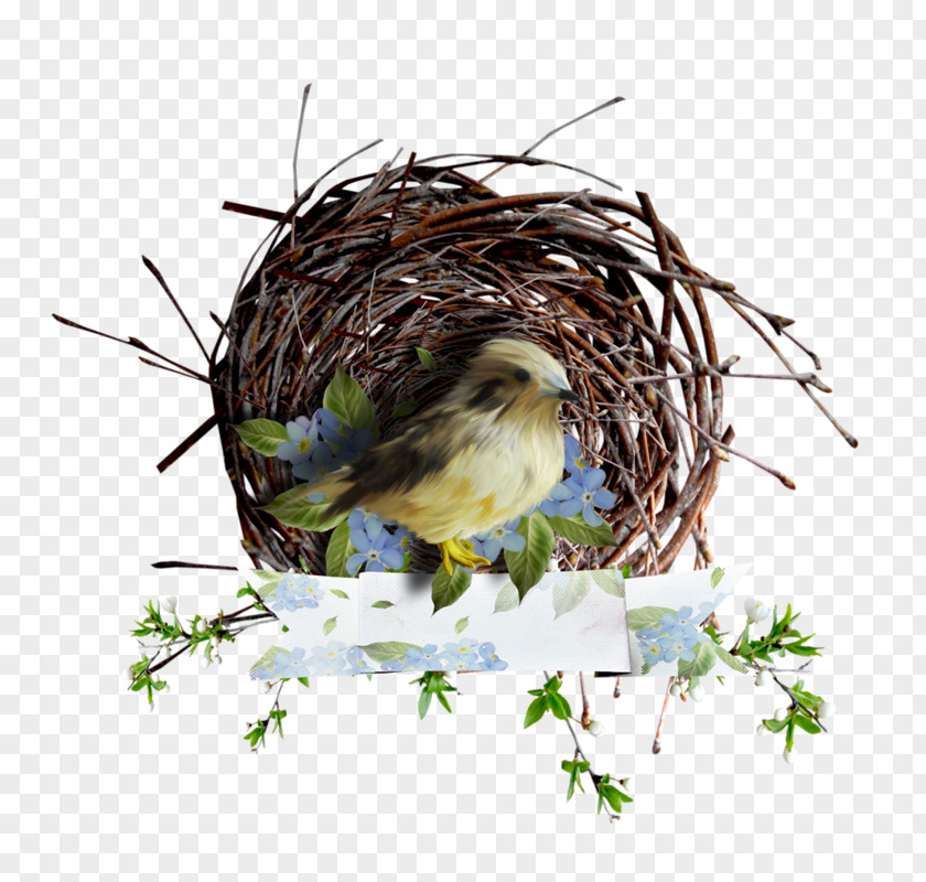 Bird House Sparrow Finches Owl PNG