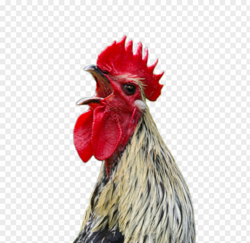 Cock Marshal Reuben J. Cogburn Chicken Rooster Screaming A Doodle Doo PNG