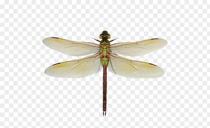 Dragonfly Green Darner Aeshna Synonyms And Antonyms Damselfly PNG