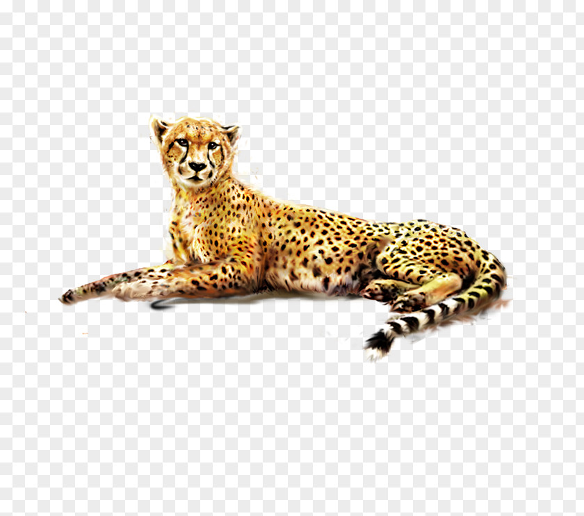 Leopard Cheetah Felinae African PNG