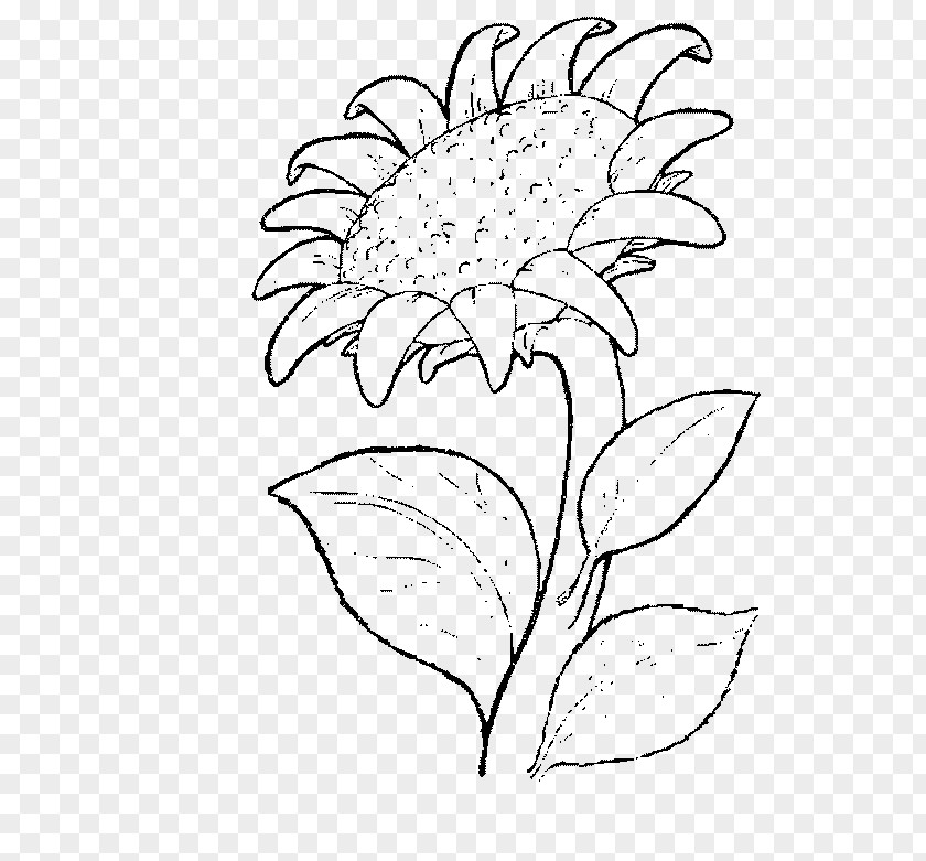 Painting Drawing Coloring Book Common Sunflower PNG