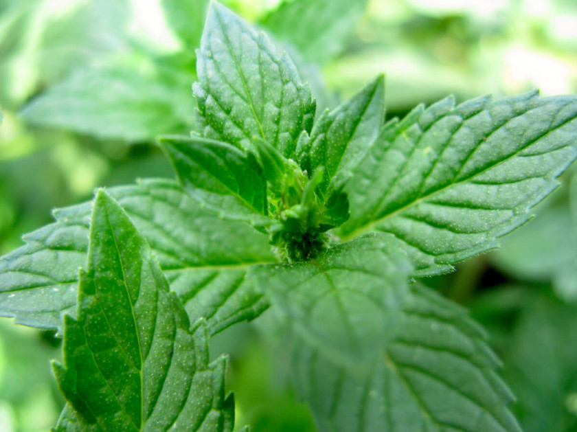 Pepermint Chewing Gum Peppermint Mentha Spicata Herb Beefsteak Plant PNG