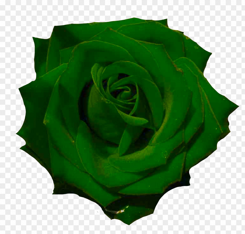 Rose Cut Flowers Photography PNG