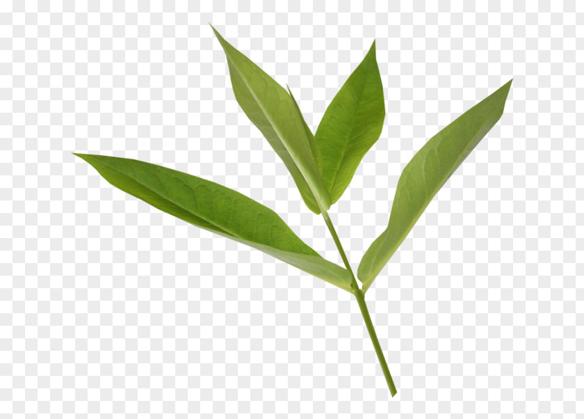 Coriander Leaf LiveInternet Kitchen Garden Plant Stem Bathtub PNG