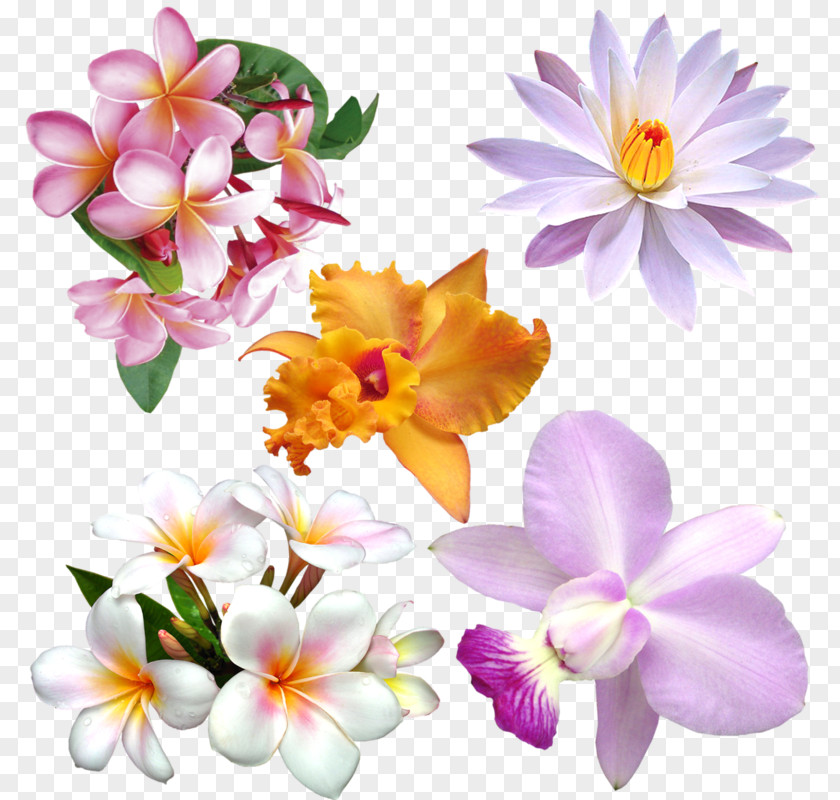 Flower Clip Art Image Floral Design PNG
