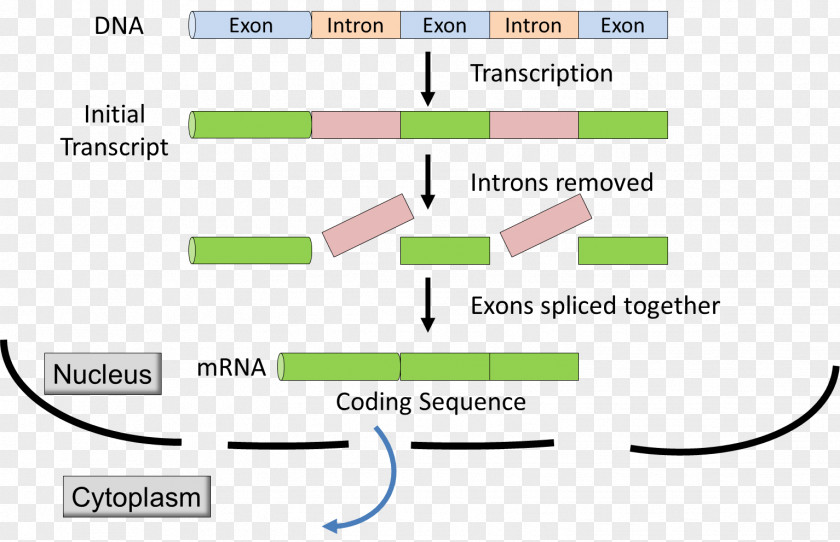 Intron Exon RNA Splicing Messenger Primary Transcript PNG