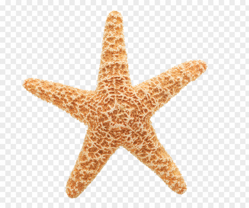 Stars Animation Starfish Clip Art PNG