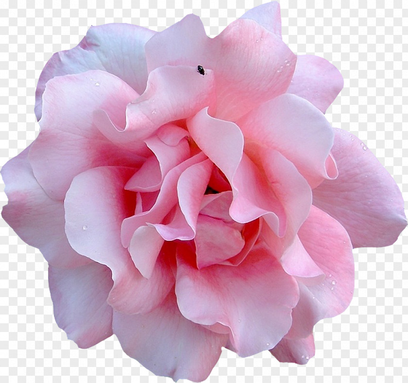Watercolor Rose Flower PNG