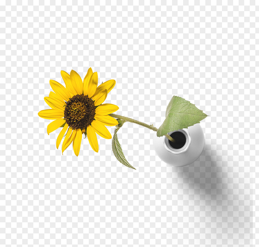 Yellow Sunflower Common PNG