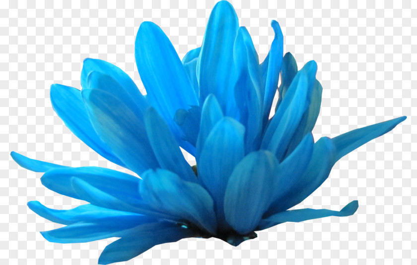 Flower Petal Blue Clip Art PNG
