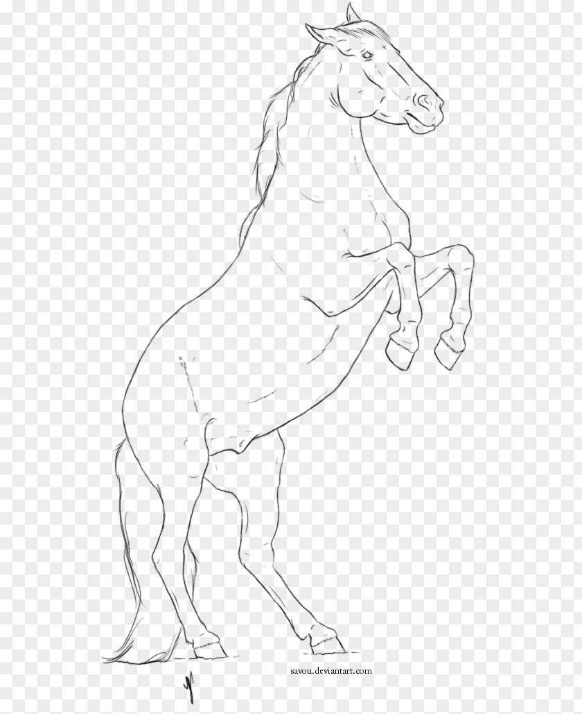 Mustang Mule Mane Halter Sketch PNG