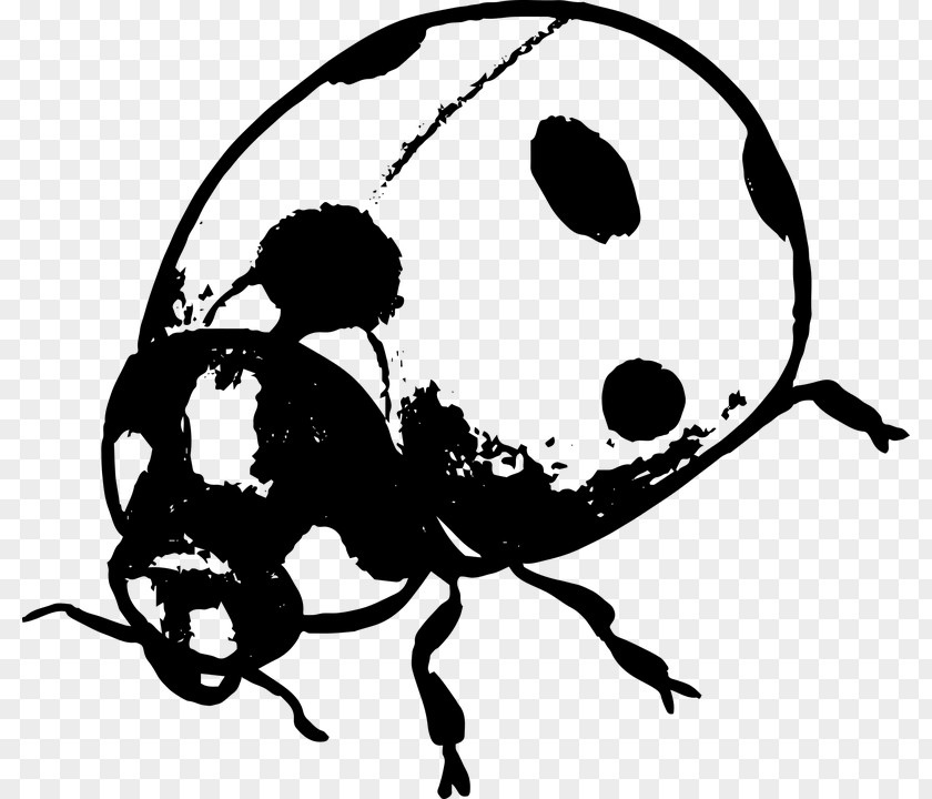 Beetle Ladybird Black And White Silhouette Clip Art PNG
