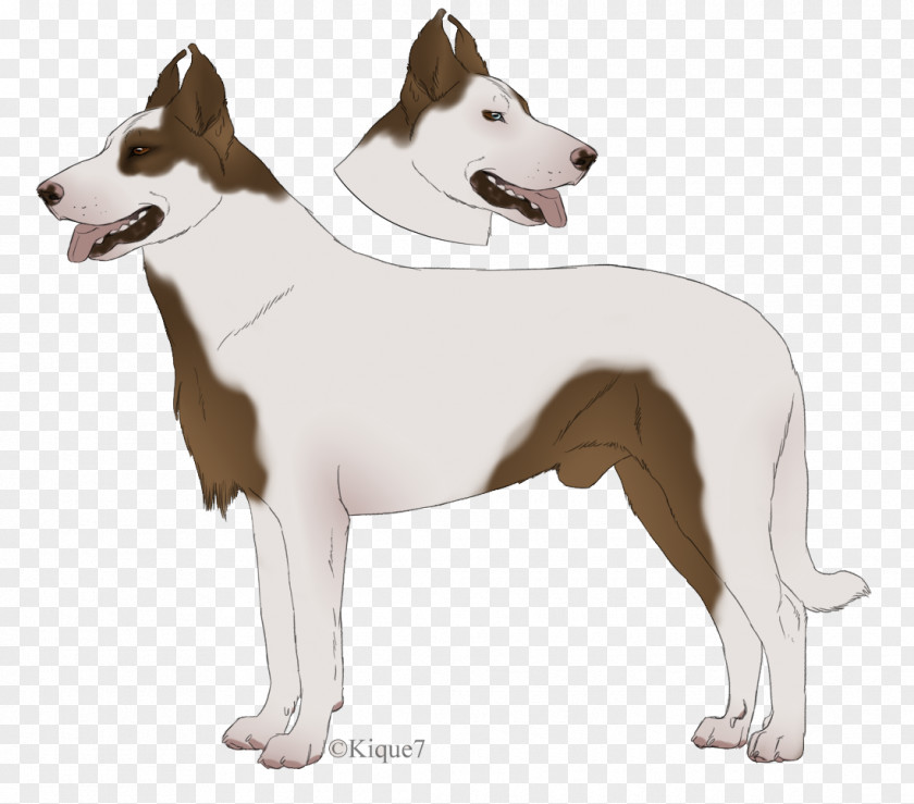 Dog Ear Breed Canaan PNG