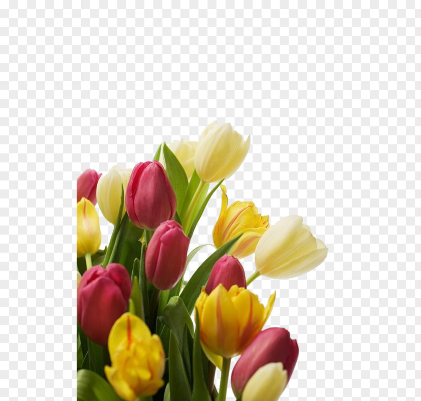 Elegant Bouquet Of Tulips Tulip Flower Islam PNG