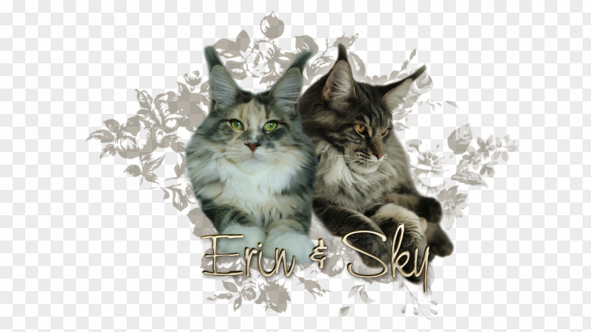 Kitten Cat Tail Wildlife PNG