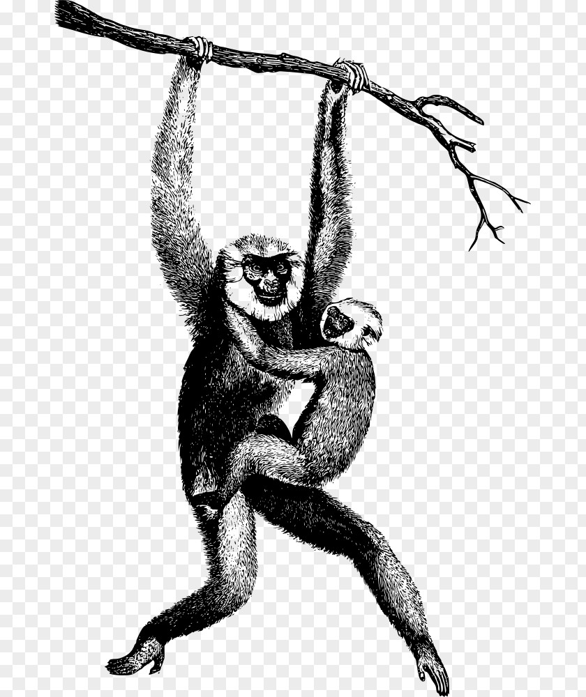 Monkey Homo Sapiens Primate Chimpanzee Lar Gibbon PNG