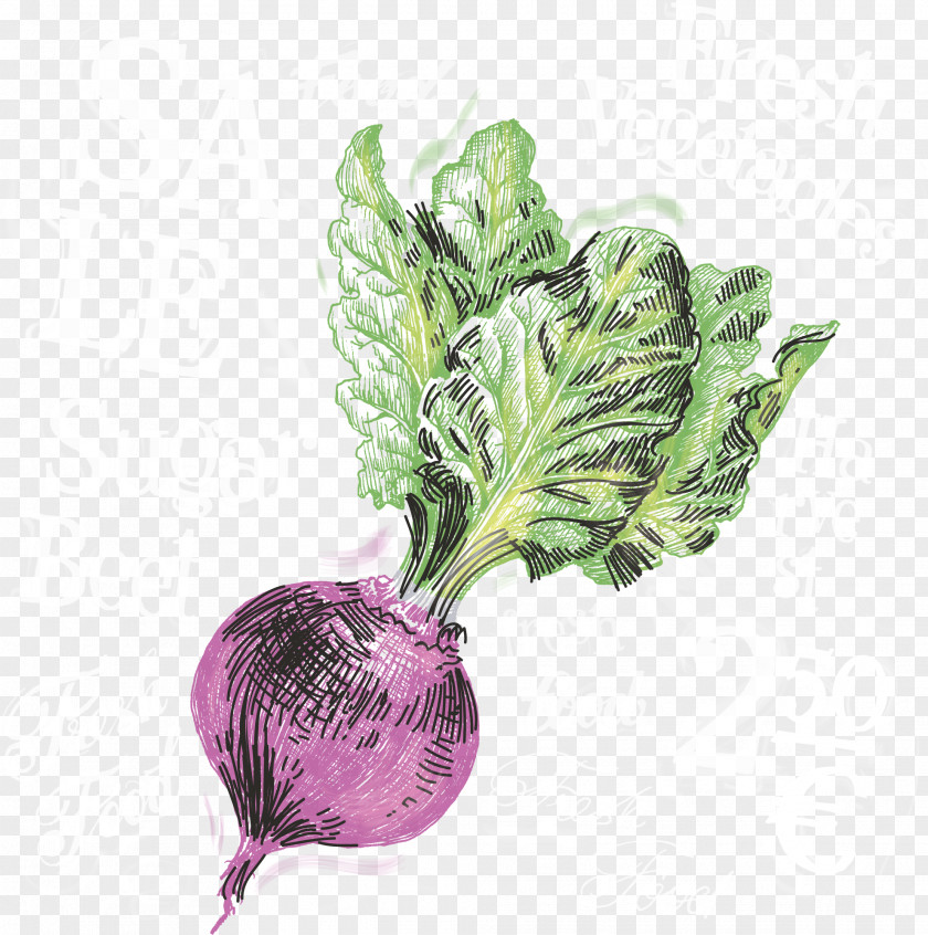 Purple Onion Vector Beer Turnip Vegetable PNG