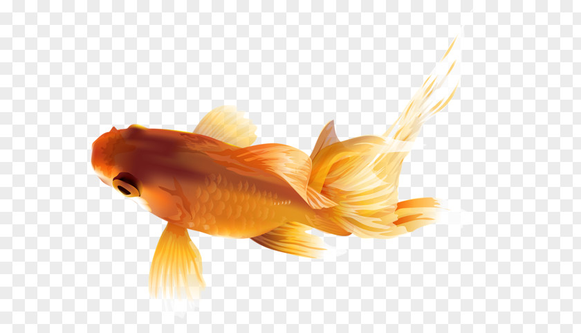 Undewater Black Telescope Common Goldfish Shukin Carp PNG