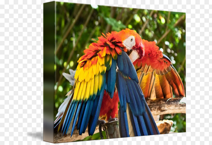 Bird Scarlet Macaw Beak Blue PNG