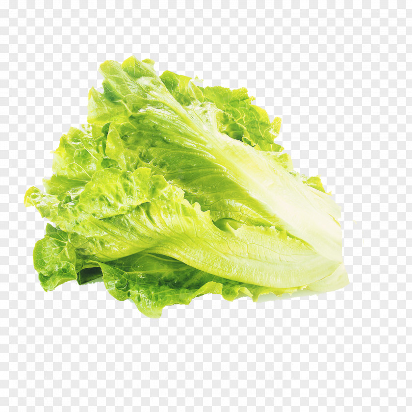 Chinese Cabbage Lettuce Vegetable Organic Food Salad Spinner PNG