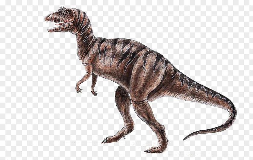 Dinosaurs Velociraptor Dinosaur Tyrannosaurus Animal 恐龍化石 PNG