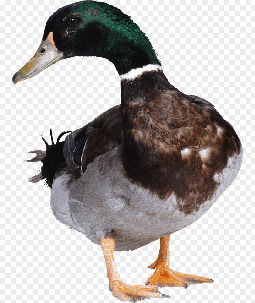 Goose Duck PNG