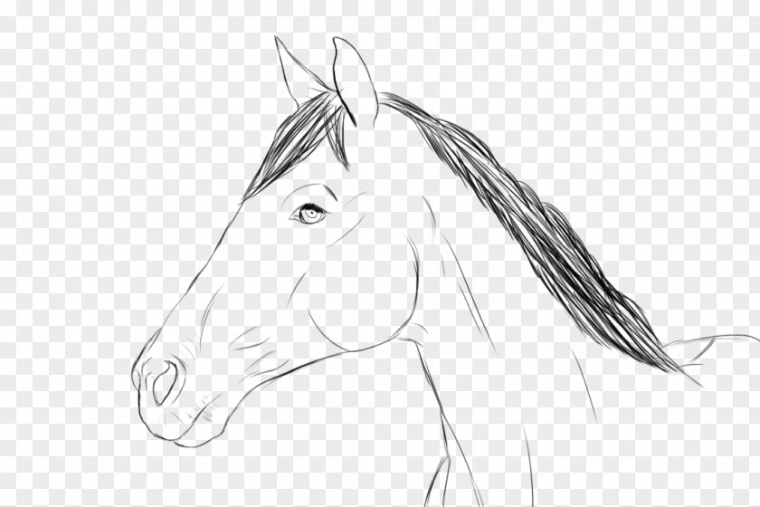 Head Horse Halter Bridle Rein Mustang Sketch PNG