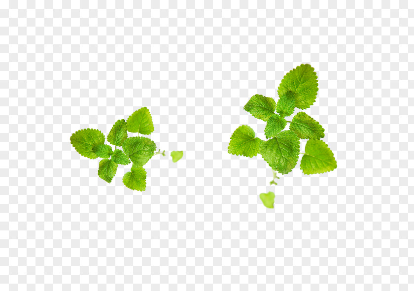 Mint Leaf Green Toner Cosmeceutical PNG
