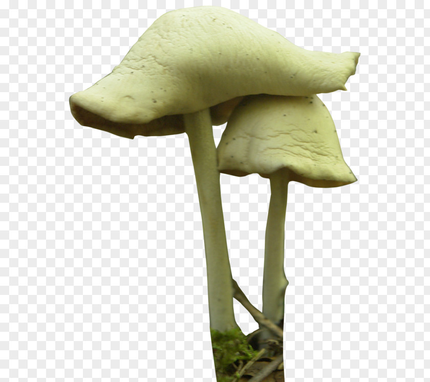 Mushroom Transparent Image Festival Fungus Psilocybin PNG