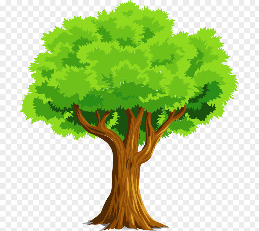 Root Trunk Oak Tree Leaf PNG