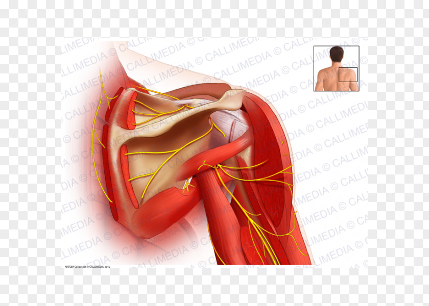Arm Suprascapular Nerve Shoulder Joint PNG