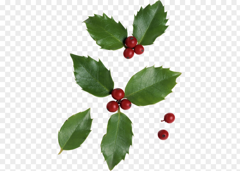 клюква Cranberry Holly Aronia PNG