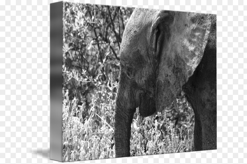 India Indian Elephant African Wildlife Elephantidae Photography PNG