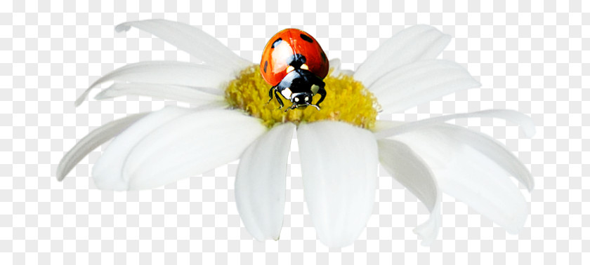 Ladybug Ladybird Insect Painting Pollinator DenizBank PNG